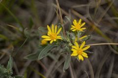 Heterotheca