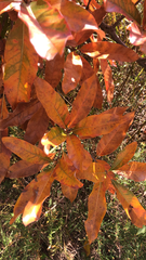 Quercus imbricaria