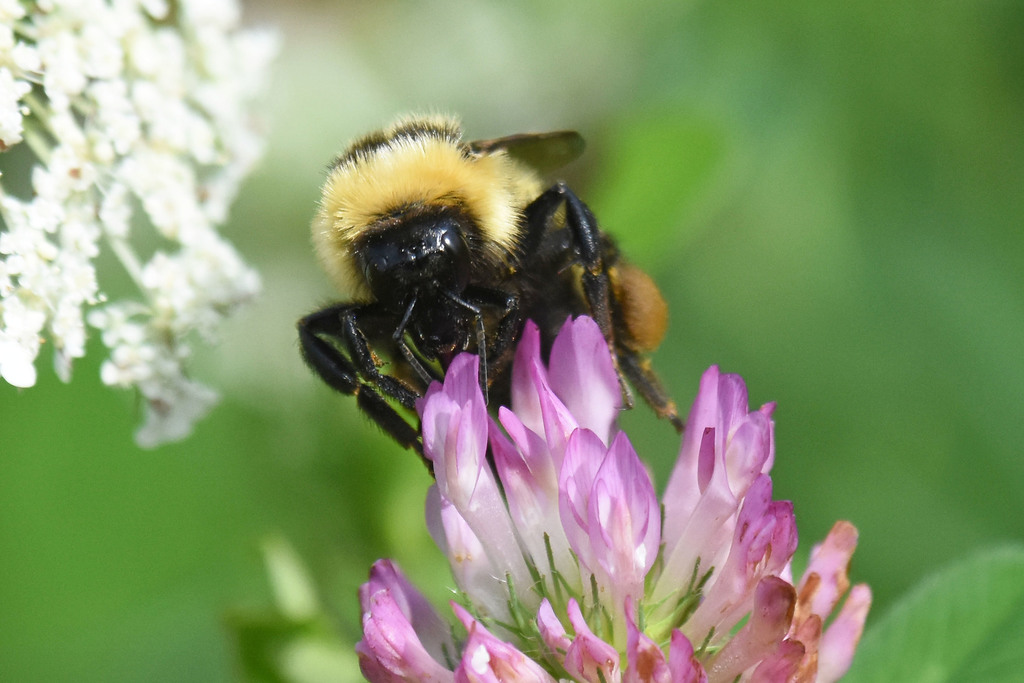 Polar Bumble Bee (Bombus polaris) · iNaturalist