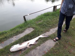 Pangasianodon