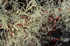 Alectoria ochroleuca