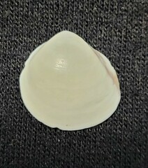 Laevicardium mortoni