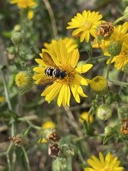 Dianthidium curvatum curvatum