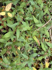 Persicaria posumbu