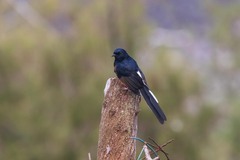 Copsychus malabaricus