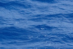 Cheilopogon