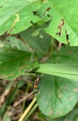 Micrathena funebris