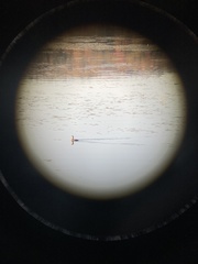 Podilymbus podiceps
