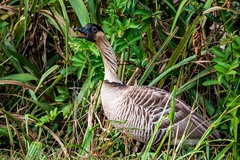 Branta sandvicensis