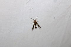 Synanthedon acerni