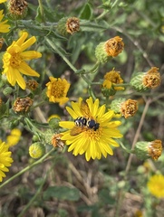 Dianthidium curvatum curvatum