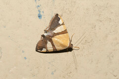 Eulepidotis julianata