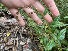 Persicaria posumbu