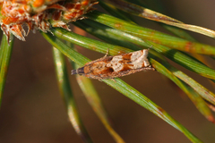 Ancylis uncella