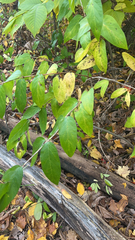 Lonicera
