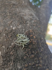 Tillandsia recurvata