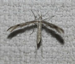 Stangeia xerodes