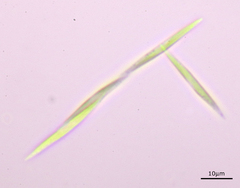 Monoraphidium intermedium