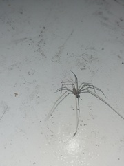 Pholcidae