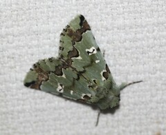 Pansemna beryllodes