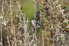 Polioptila californica