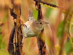 Cistothorus stellaris