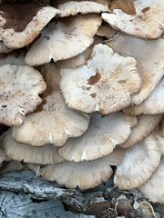 Desarmillaria caespitosa image