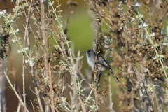 Polioptila californica