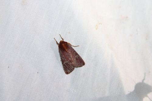 Maroonwing Moth photo 2