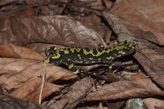 Triturus marmoratus