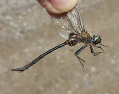 Somatochlora franklini