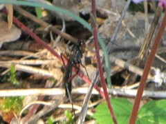 Pimpla