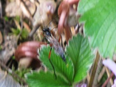 Pimpla