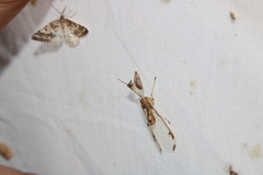 Dicromantispa interrupta