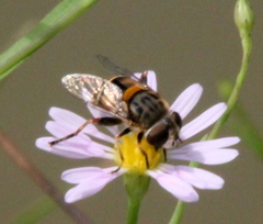 Palpada texana