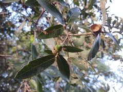 Quercus vaseyana