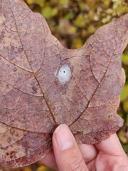 Clubionidae