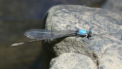 Argia apicalis