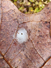 Clubionidae