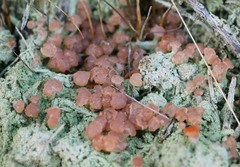 Ostropomycetidae