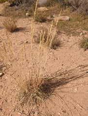 Leymus cinereus