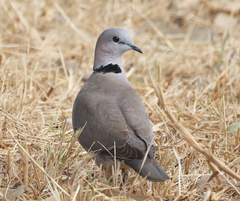 Streptopelia capicola