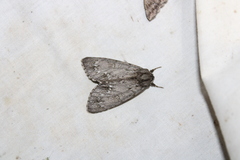 Acronicta