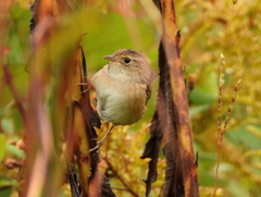 Cistothorus stellaris