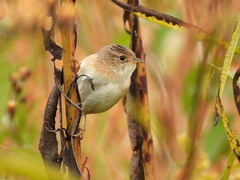 Cistothorus stellaris