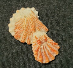 Plicatula gibbosa