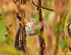 Cistothorus stellaris