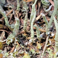 Cladonia ochrochlora