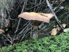 Armillaria gallica