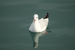 Chroicocephalus ridibundus